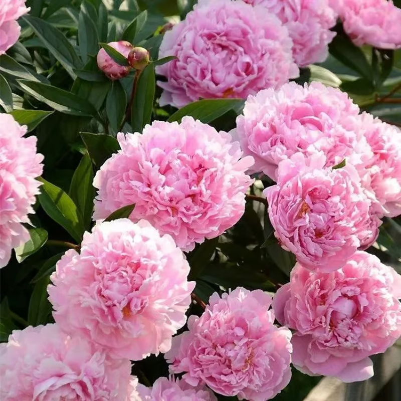 Double Petaled Peony Seeds ~ Grow lush, layered blooms that wow every spring