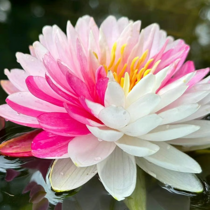 Sacred Bonsai Bowl Lotus Flower seeds ~ Grow vibrant blooms in bowls, pots, or patios