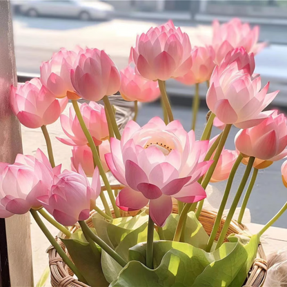 Sacred Bonsai Bowl Lotus Flower seeds ~ Grow vibrant blooms in bowls, pots, or patios