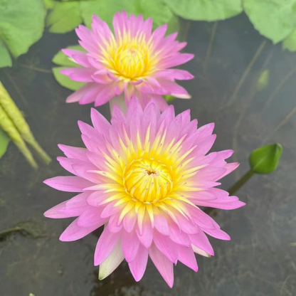 Sacred Bonsai Bowl Lotus Flower seeds ~ Grow vibrant blooms in bowls, pots, or patios