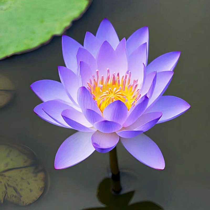 Sacred Bonsai Bowl Lotus Flower seeds ~ Grow vibrant blooms in bowls, pots, or patios