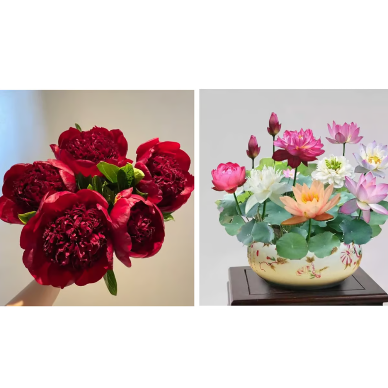 Double Petaled Peony Seeds ~ Grow lush, layered blooms that wow every spring