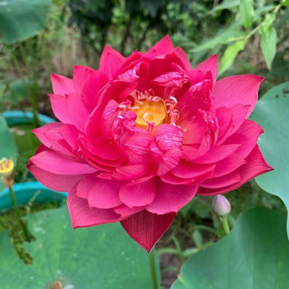 Sacred Bonsai Bowl Lotus Flower seeds ~ Grow vibrant blooms in bowls, pots, or patios
