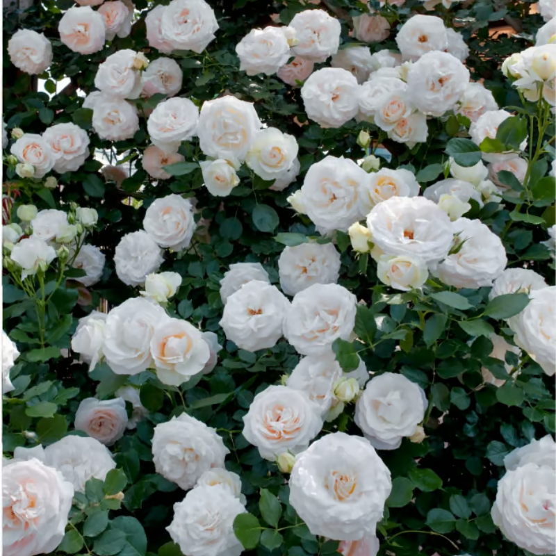Climbing Rose Seeds ~ Transform fences into floral walls naturally_