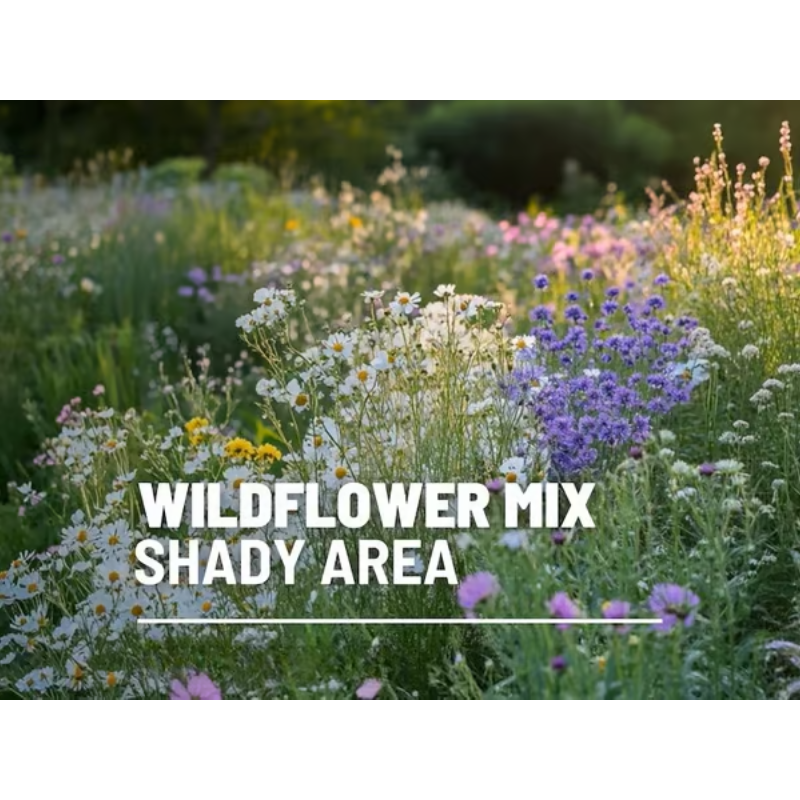 Perennial Wildflower Mixed Seeds (1000 Seeds) ~ Year-round color with one easy planting