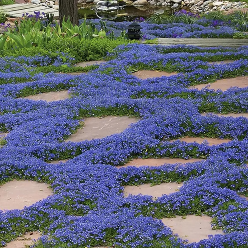 Creeping Thyme Seeds ~ Lush, Low-Maintenance Ground Cover in Full Bloom