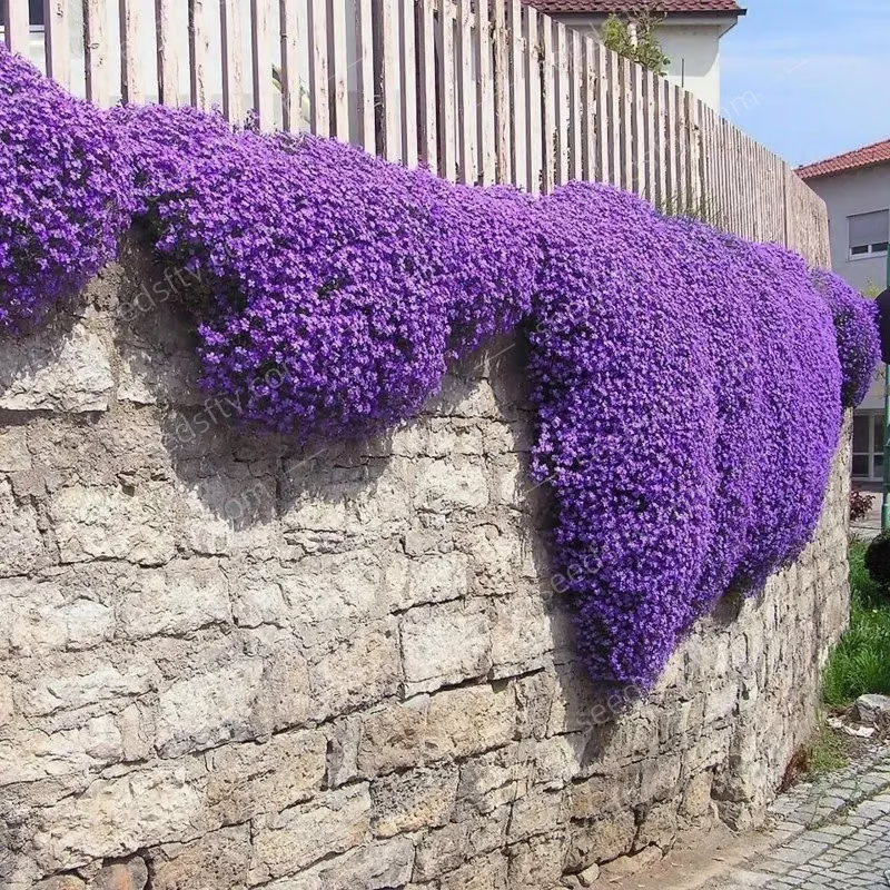 Creeping Thyme Seeds ~ Lush, Low-Maintenance Ground Cover in Full Bloom