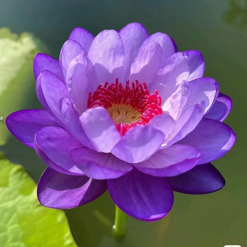 Sacred Bonsai Bowl Lotus Flower seeds ~ Grow vibrant blooms in bowls, pots, or patios