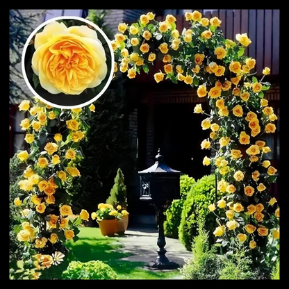 Climbing Rose Seeds ~ Transform fences into floral walls naturally